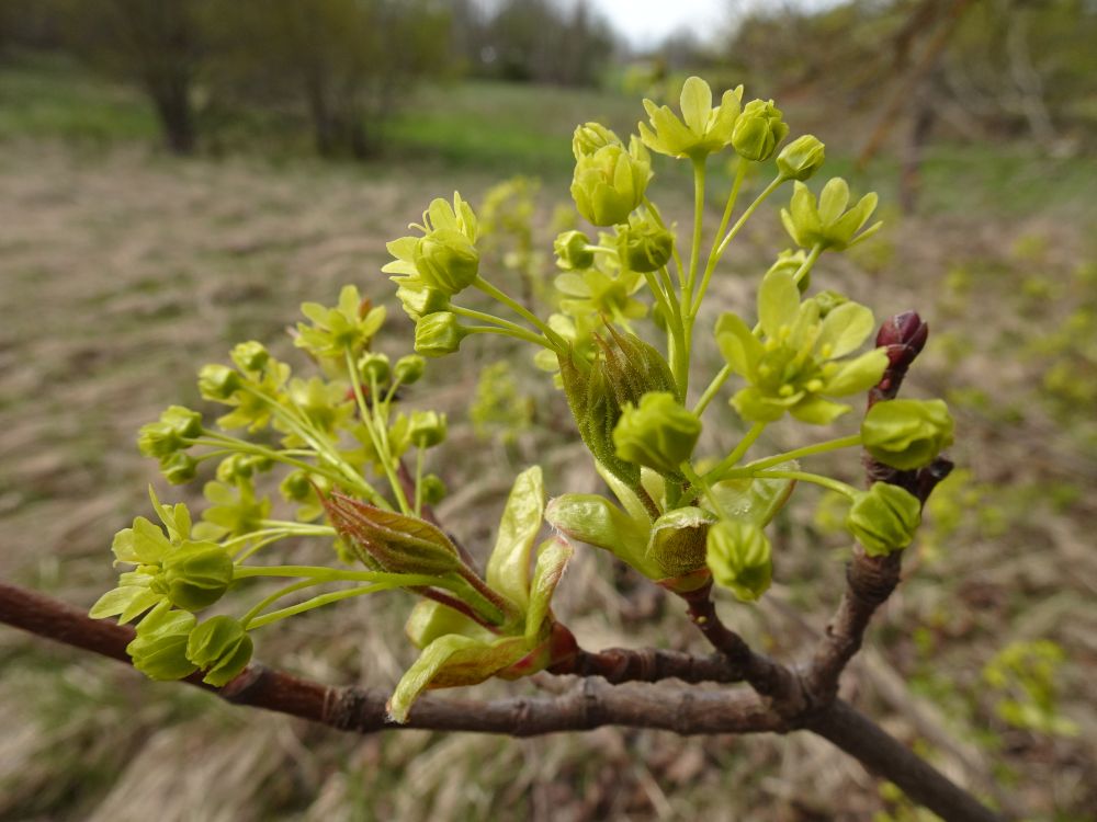 Vahtra õisikud