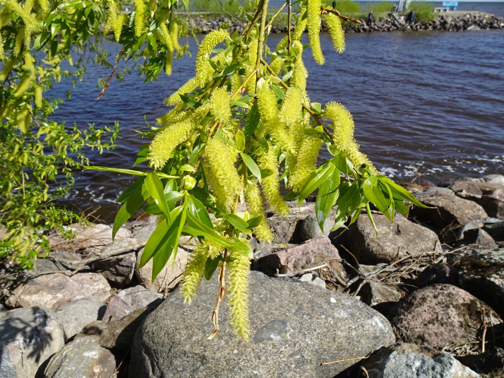 Raudremmelgas täisõites