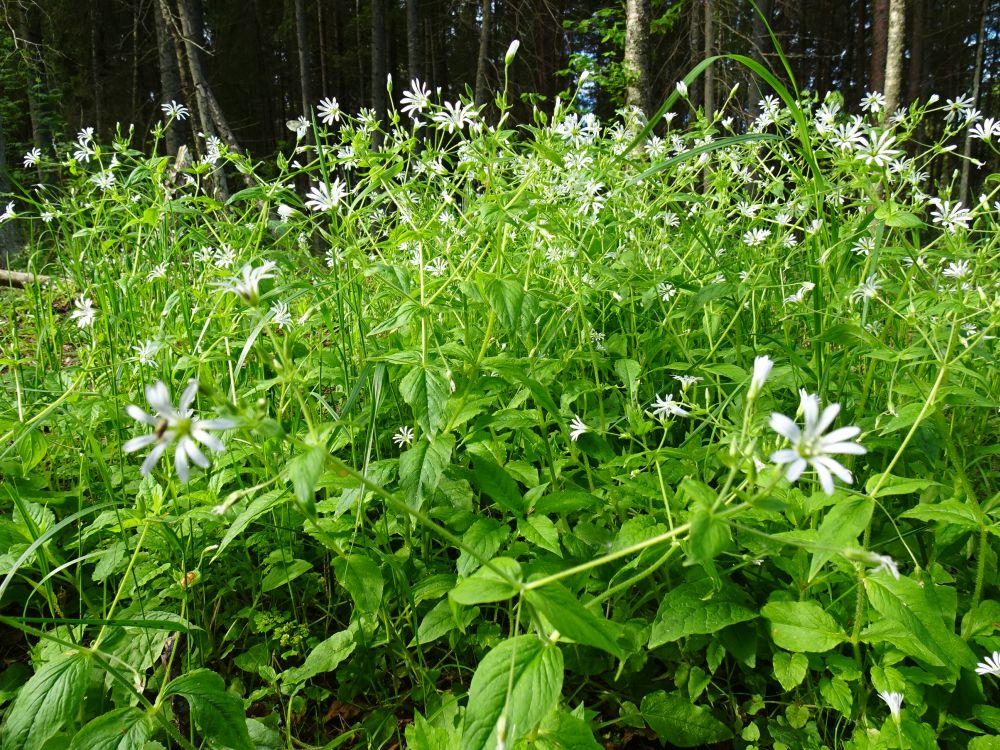 Salu-tähthein