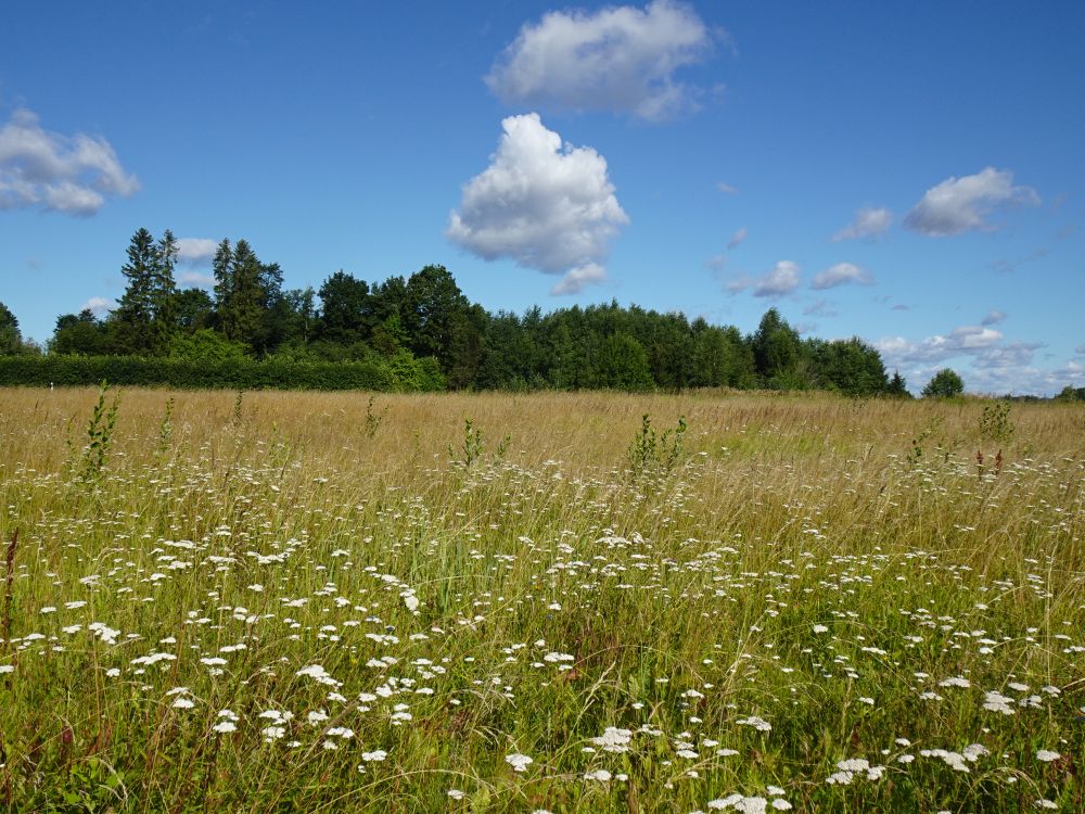 Raudrohu õitsemine aasal