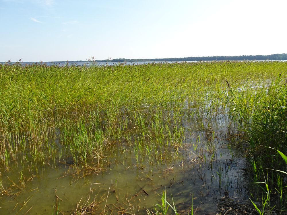Pilliroog Kuremaa järve kaldal
