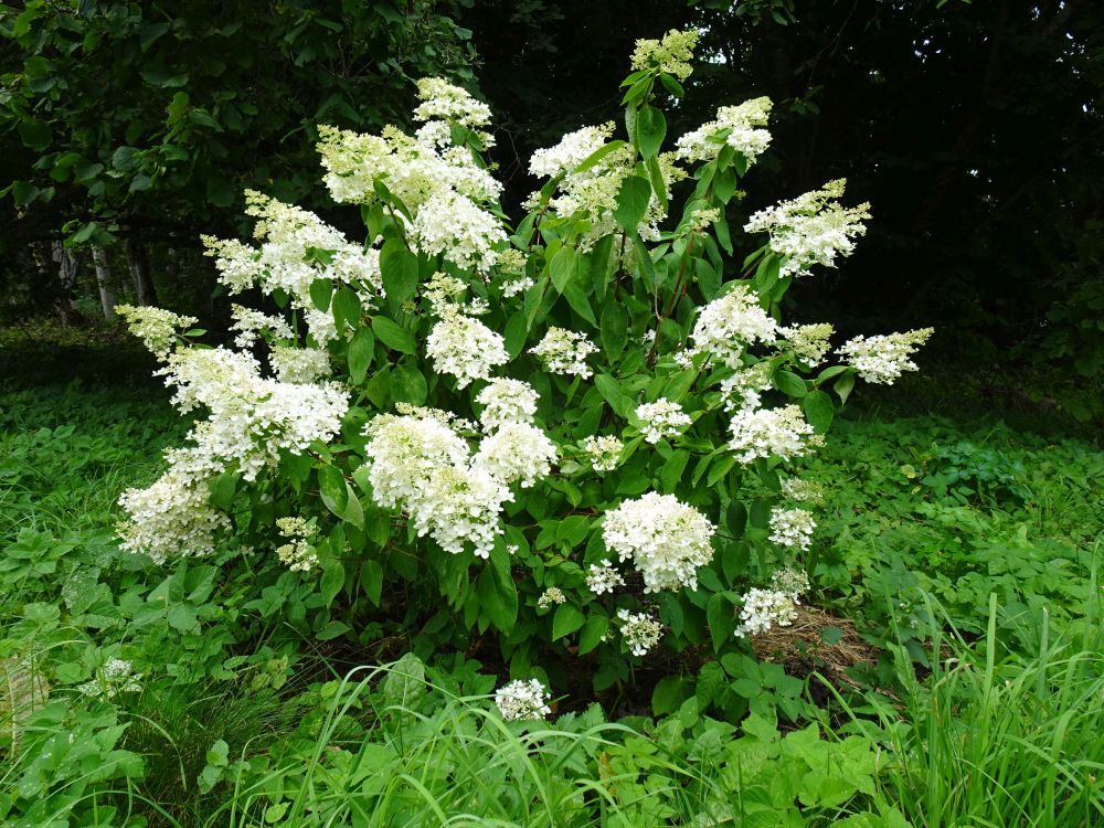 Aedhortensia