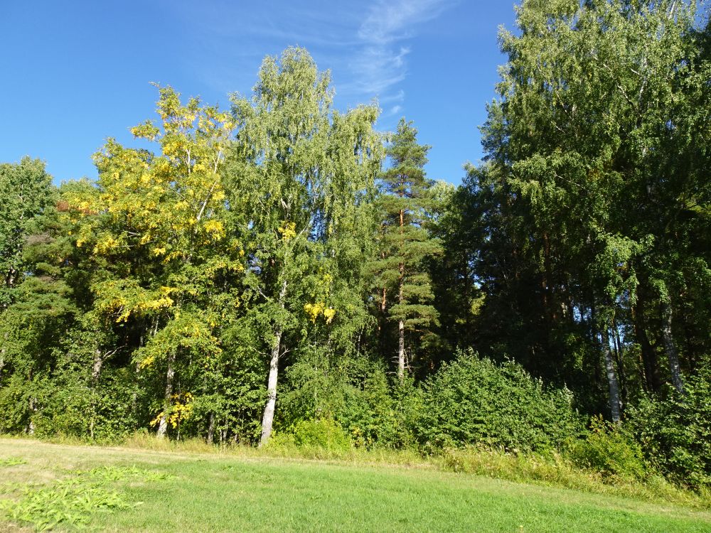 Üksikutel kaskedel võis näha salguti kollaseid lehti