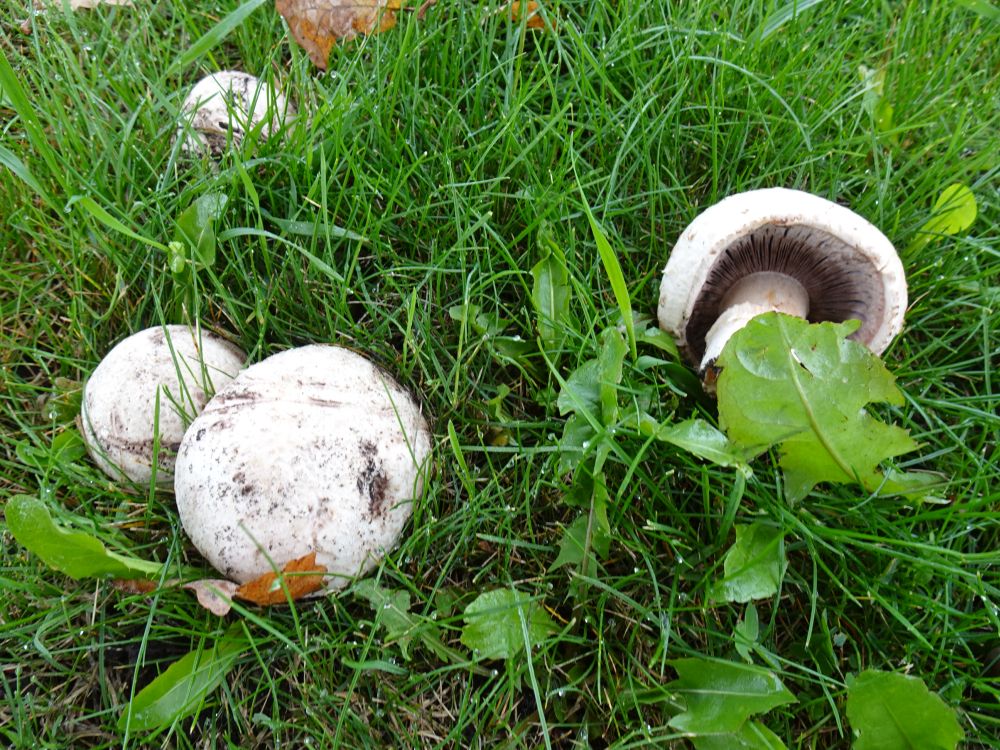 Šampinjonid linnamurus
