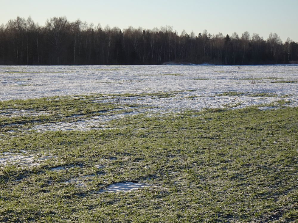 Lumevabad laigud taliorase põllul laupäeval