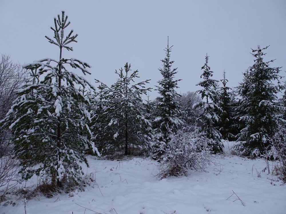 Sula lumi kleepus puudele (neljapäev)