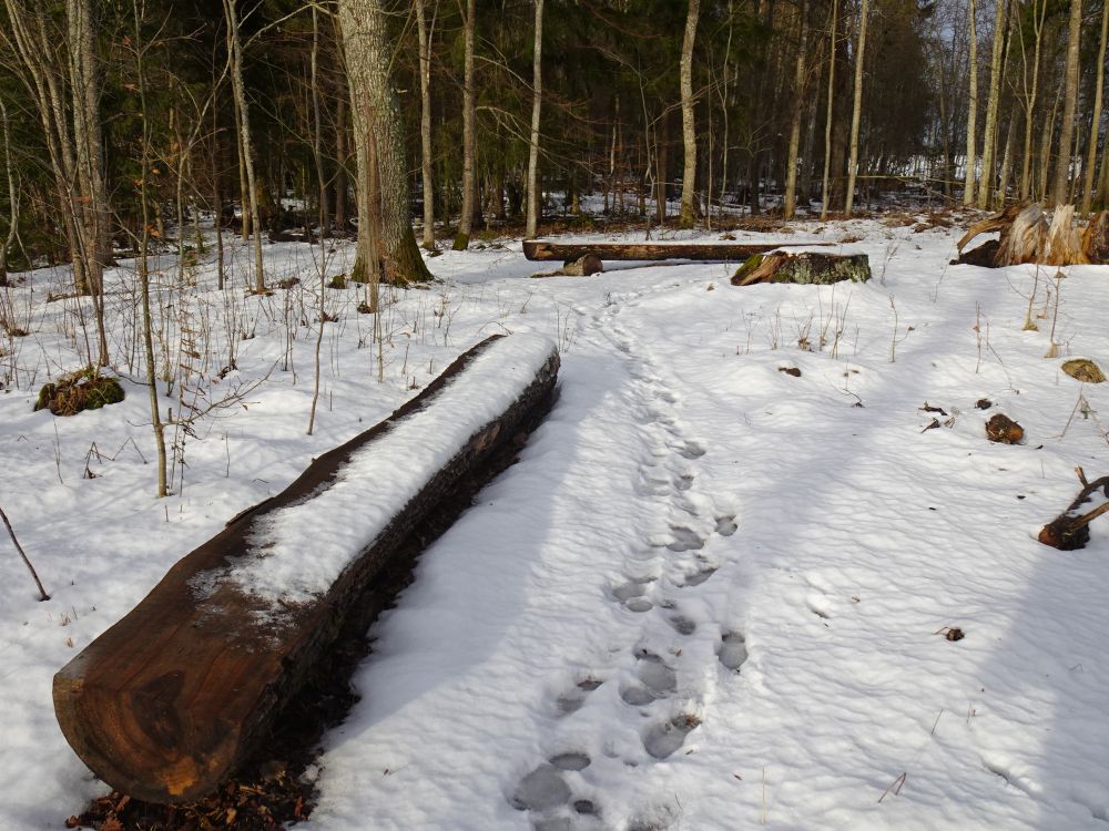 Metsapark, Jõgeva mõisa park