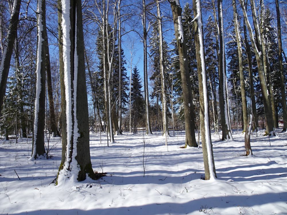 Lumine Jõgeva mõisapark päikselisel pühapäeval