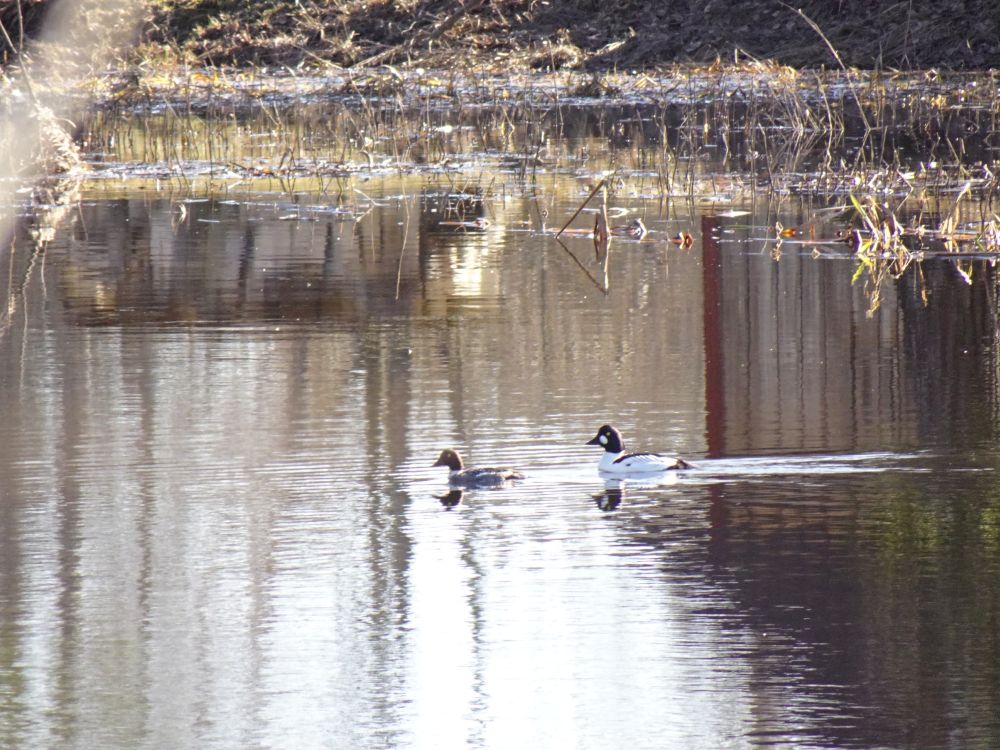 Sõtkapaar paisjärvel