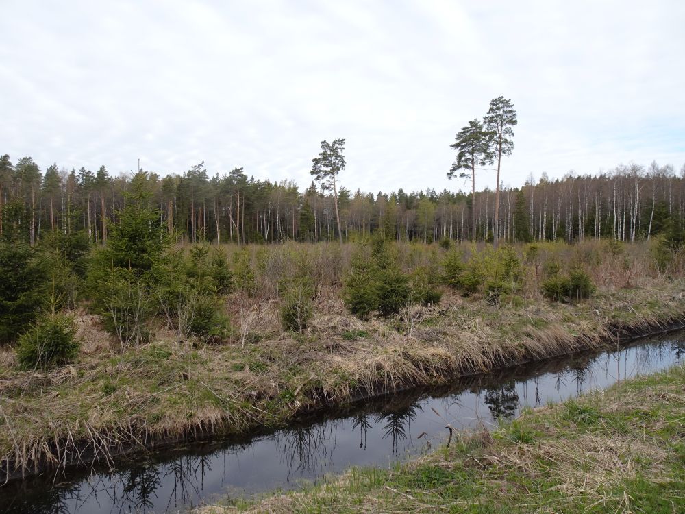Metsakasvataja keeles: 9 aastane kuusekultuur jänesekapsa-kõdusoos