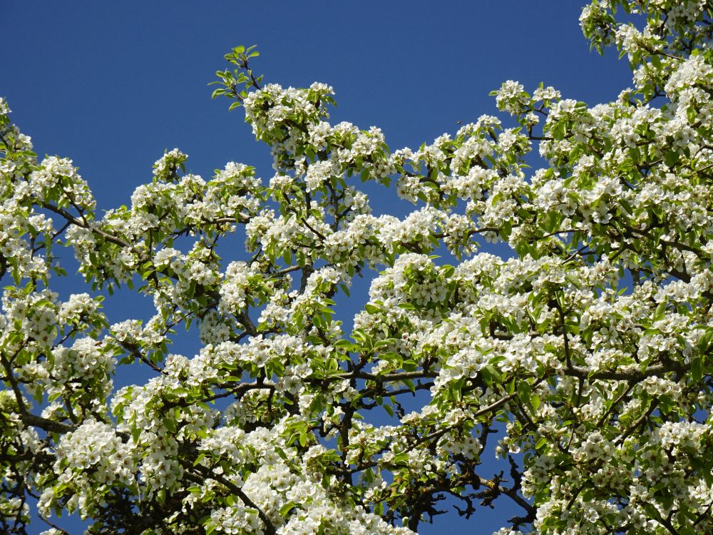 Pirnipuud on täisõites