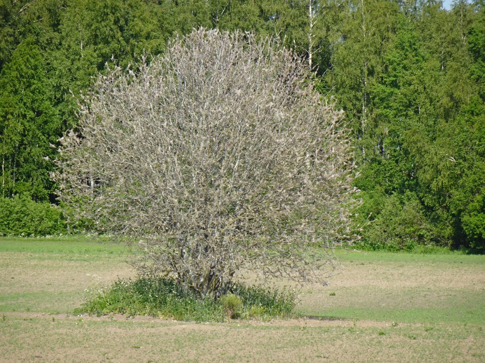 Toominga-võrgendikoi raagu söödud toomingas