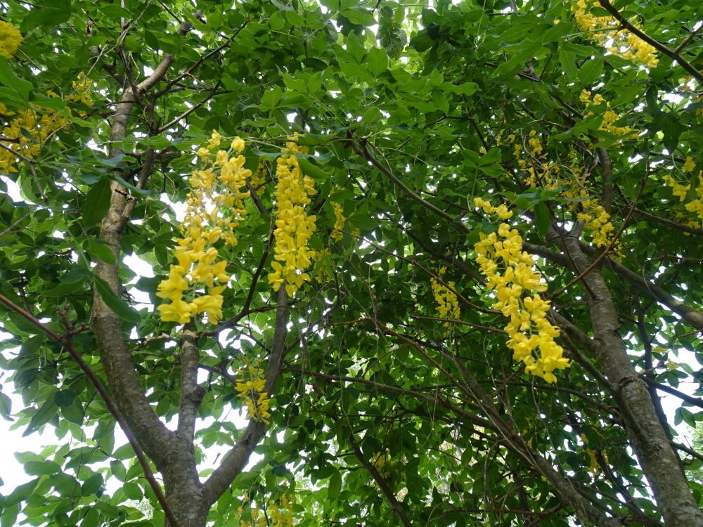 Kuldvihm