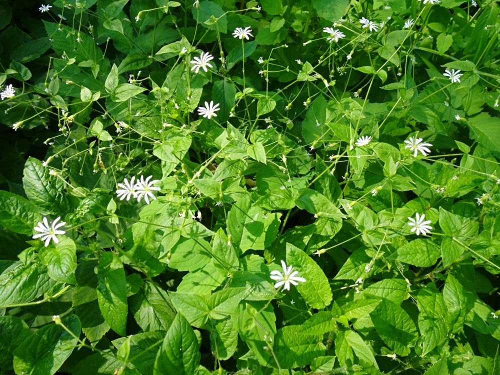 Salu-tähthein