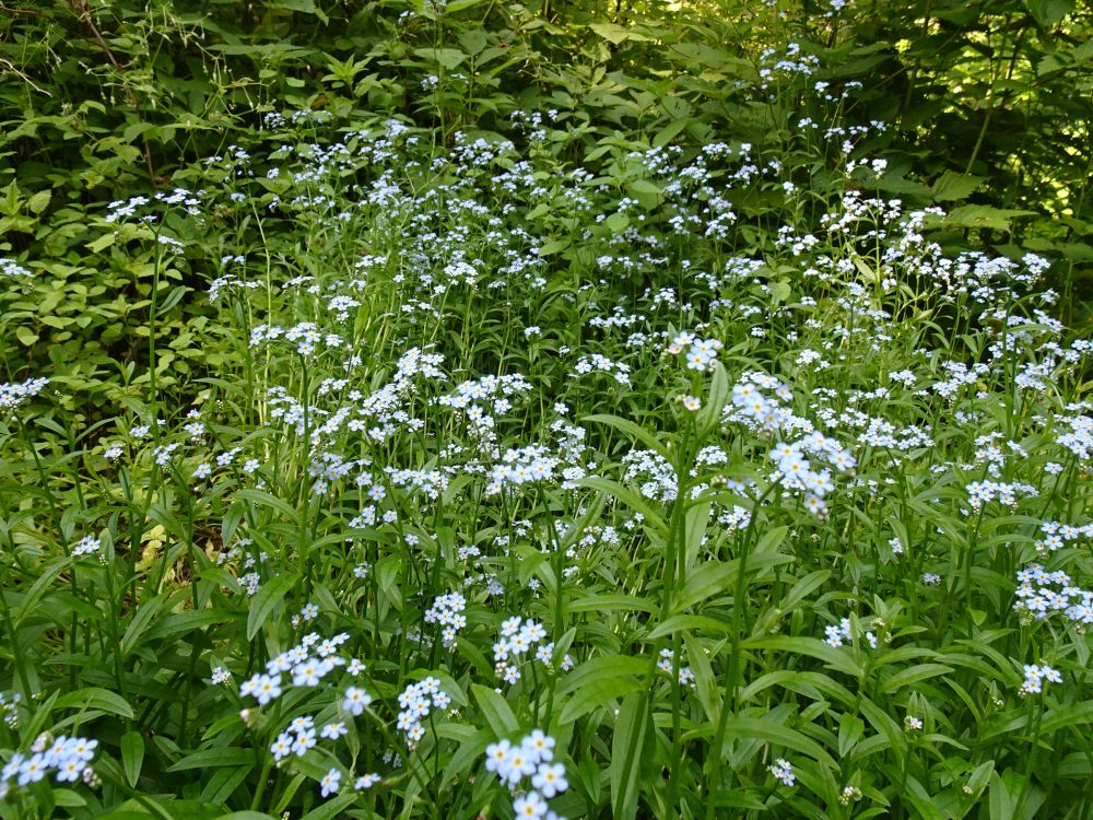 Soo-lõosilm niiskes metsas