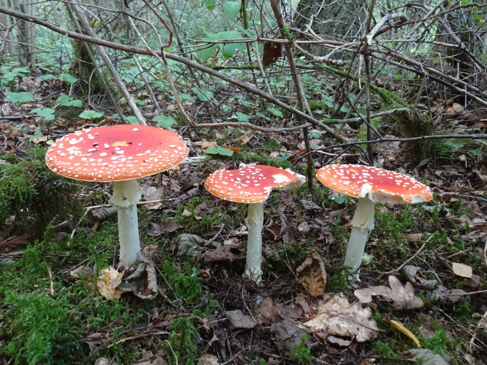 Punased kärbseseened püüavad seeneliste tähelepanu