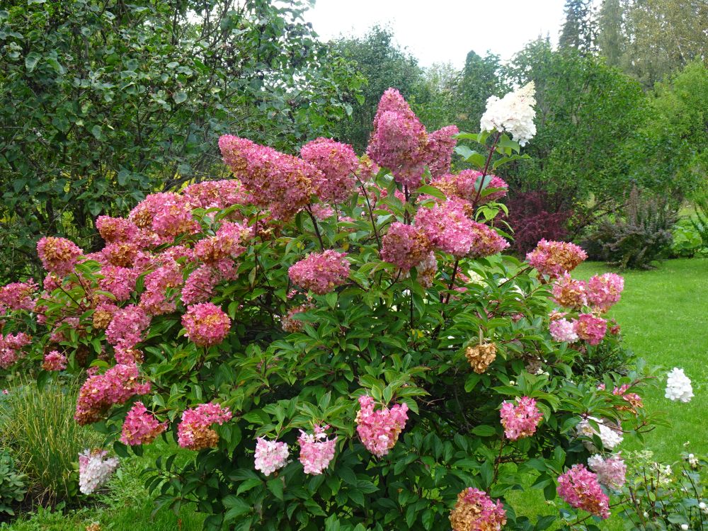 Aedhortensia kultivar