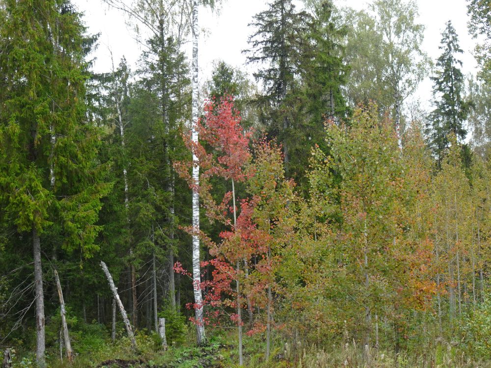 Haava lehed hakkasid värvuma