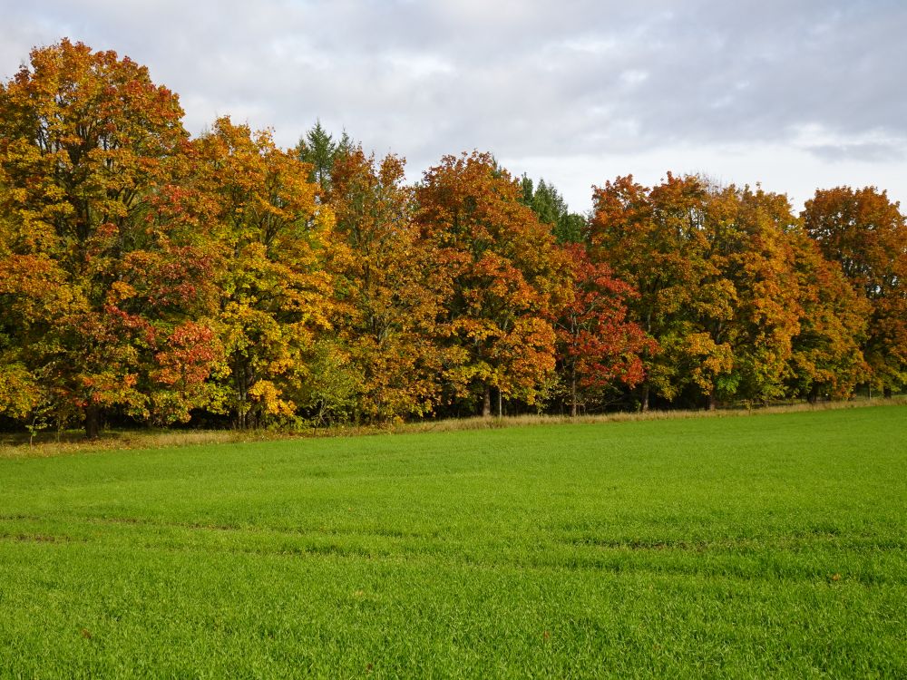 Sügisvärvides vahtrad
