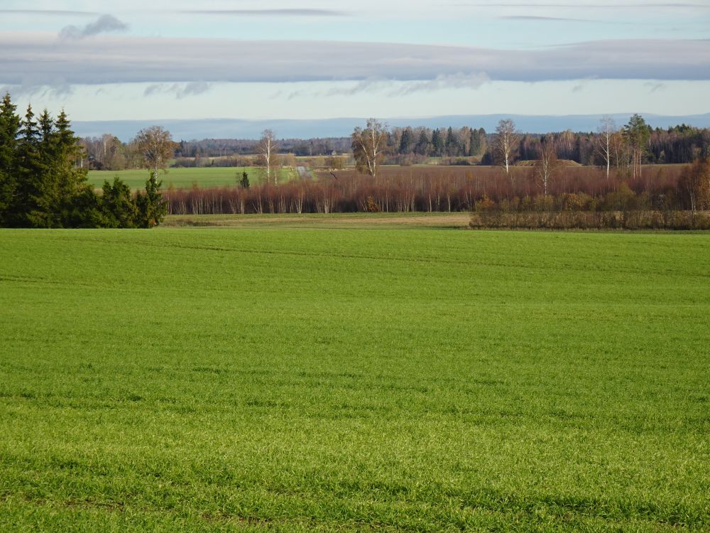 Enamus lehtpuudest jäid raagu
