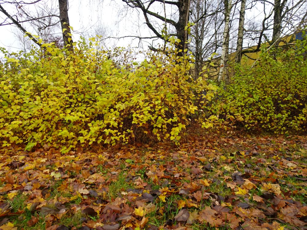 Põisenelad püsisid veel lehes