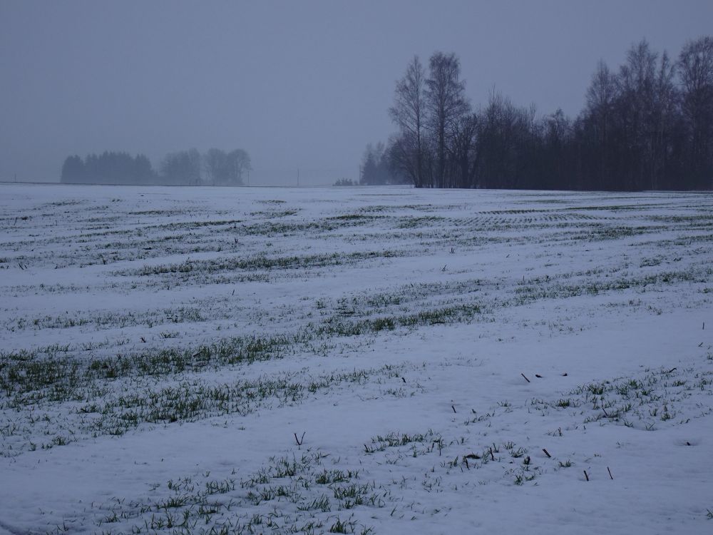 Orasepõld vihmasajus