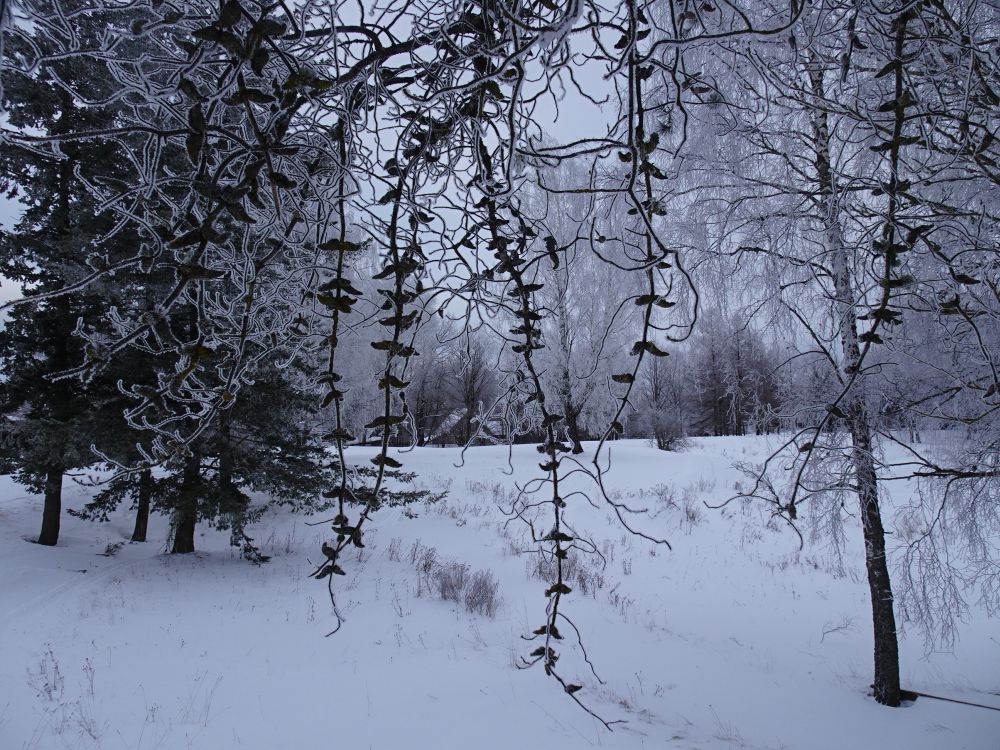 Härmas maastik läbi halli männi käbidega okste