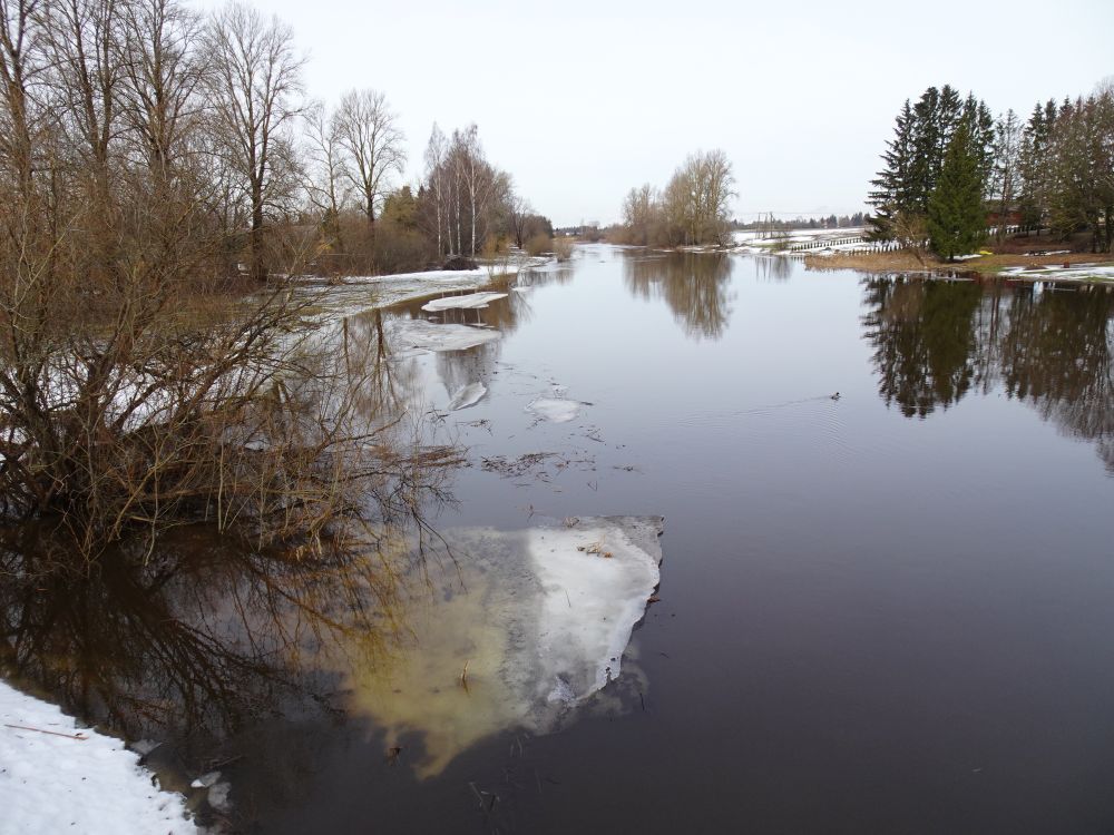 Pedja jõgi on tõusnud üle kallaste