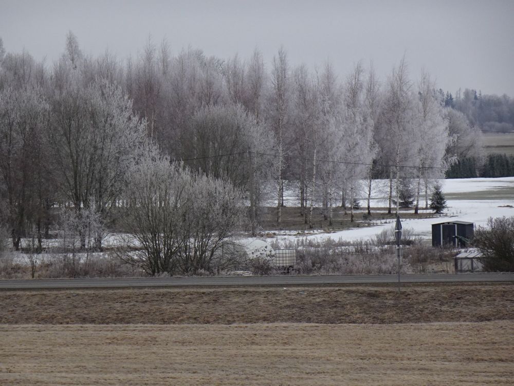 Härmas puud reede hommikul