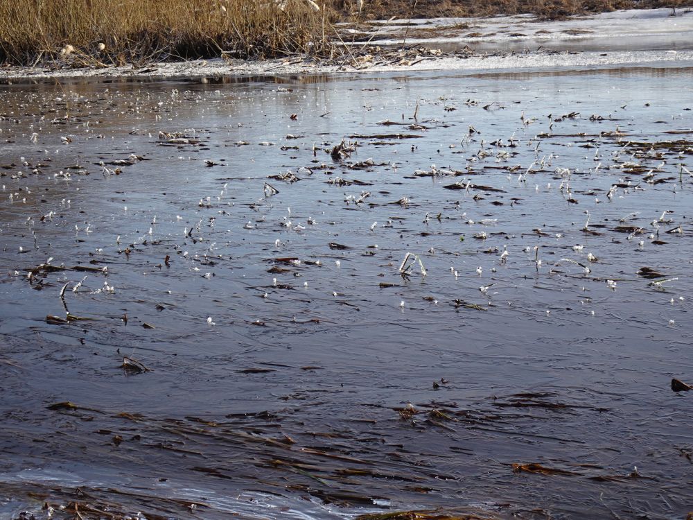 Uus õhuke jää esmaspäeva hommikul Pedja jõel