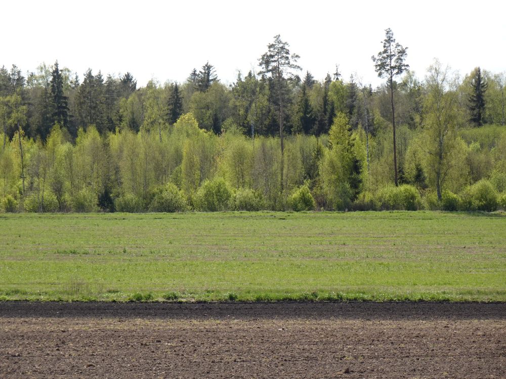 Sel nädalal läks enamus puid lehte
