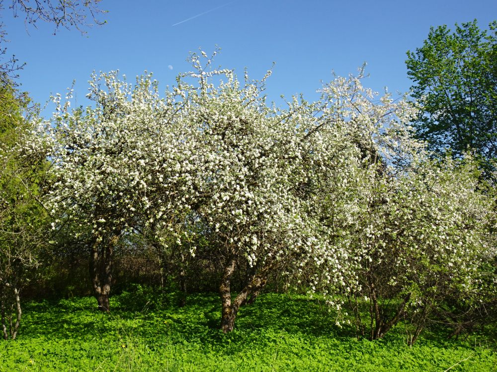 Aedades õitsesid õunapuud