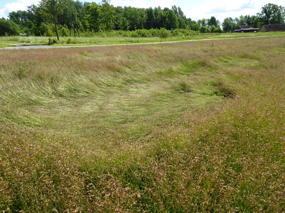 Lamandunud põldhein (aasnurmikas)
