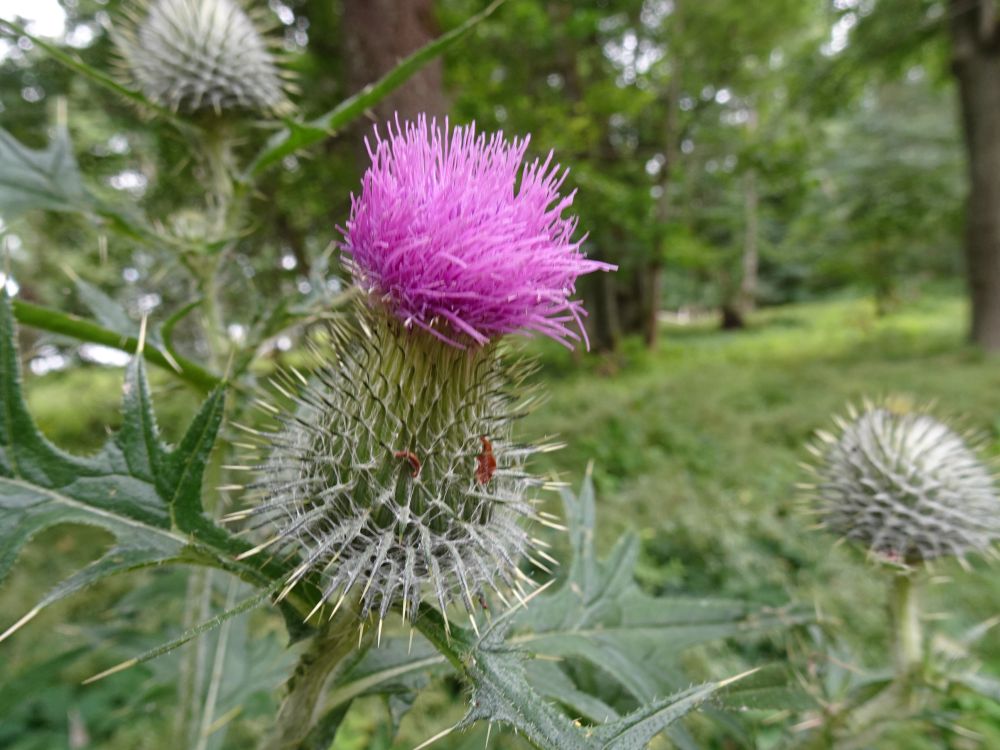 Tuliohakas
