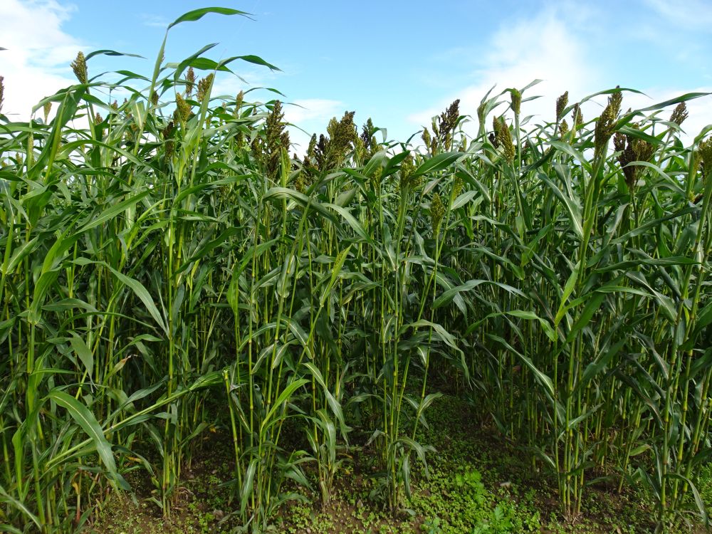 Sorgo on maisikõrguseks kasvanud