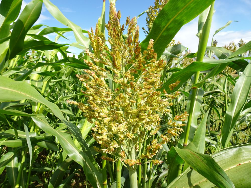 Hariliku sorgo õisik