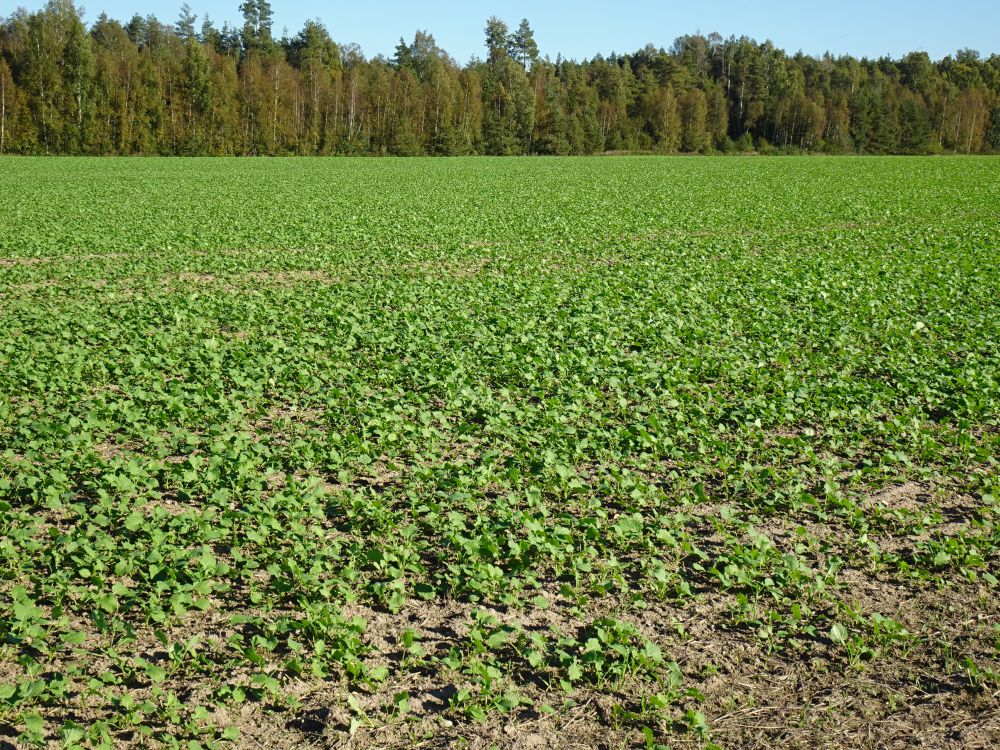 Talirüps (õlinaeris) on leheroseti järgus roheliste lehtedega