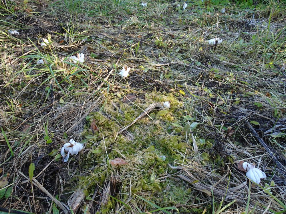 Meie poolt leitud enam kui 10 jäälille olid moodustunud 15. septembril niidetud põldohaka tüügastele.