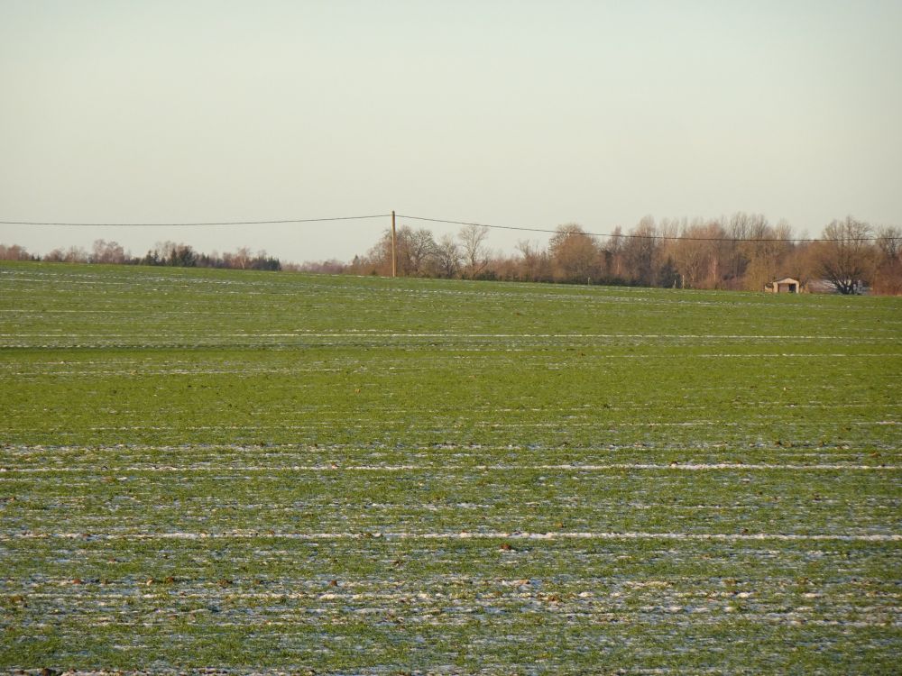 Rohetav orasepõld lumega