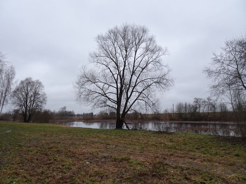 Rohetav jõeäärne