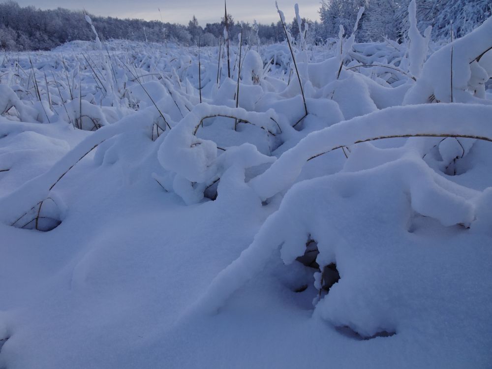 Lumi kleepus rohu kõrtele