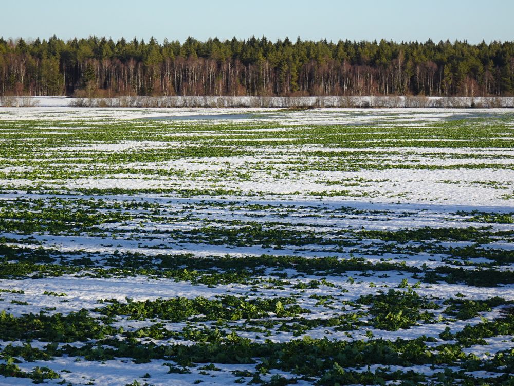 Talirapsi põld laupäeval