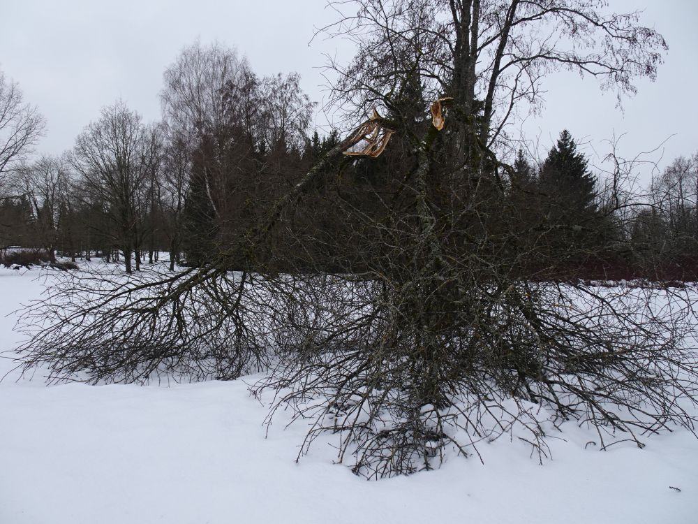 Tänavu talvel on sula lumi mitmeid puid murdnud