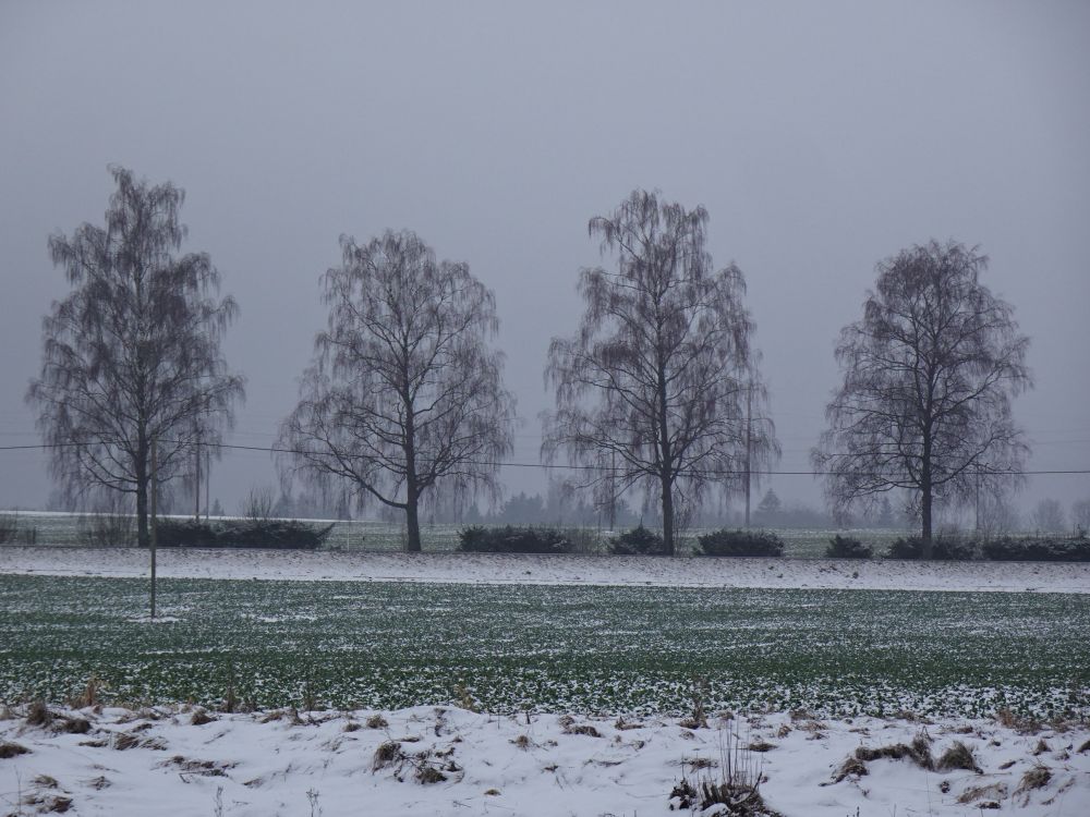 Lumikate oli õhuke