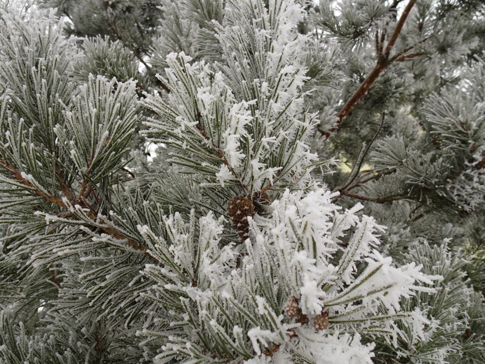 Kristalliline härmatis männil