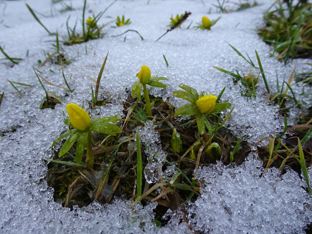 Lumekupp on lume alt välja sulanud   
