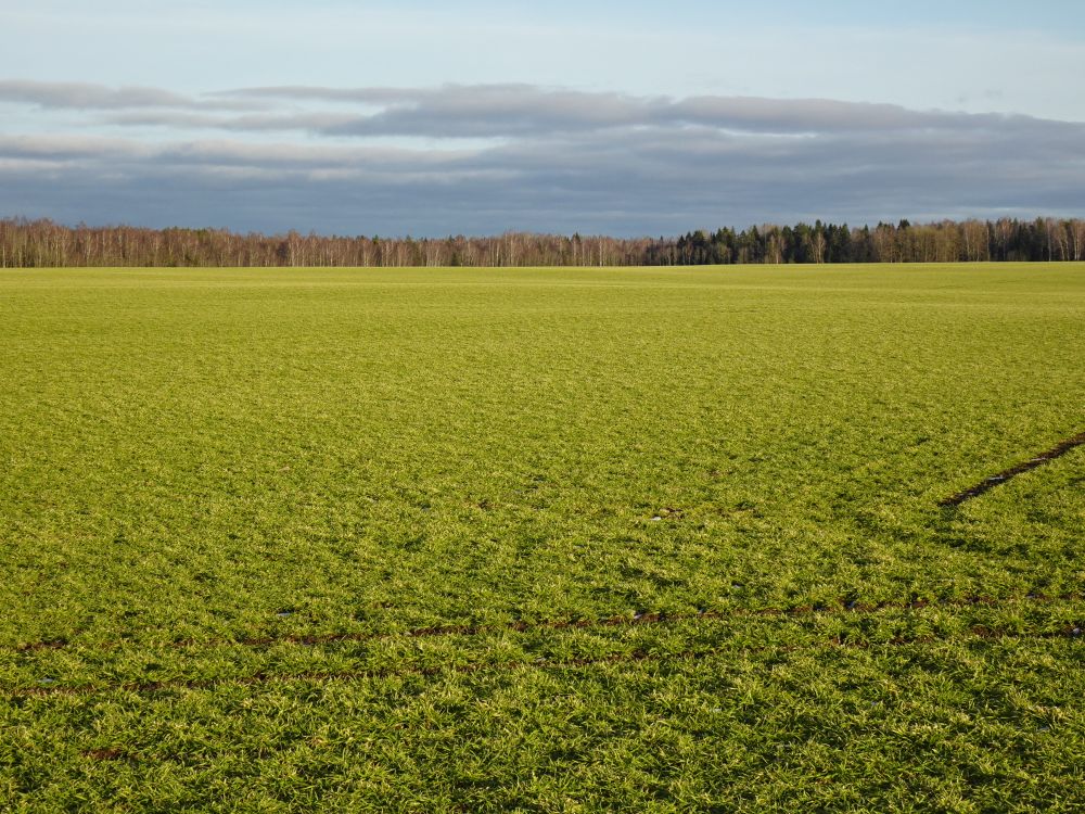 Orasepõld