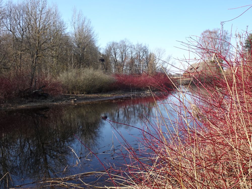 Paisjärv Jõgeva alevikus