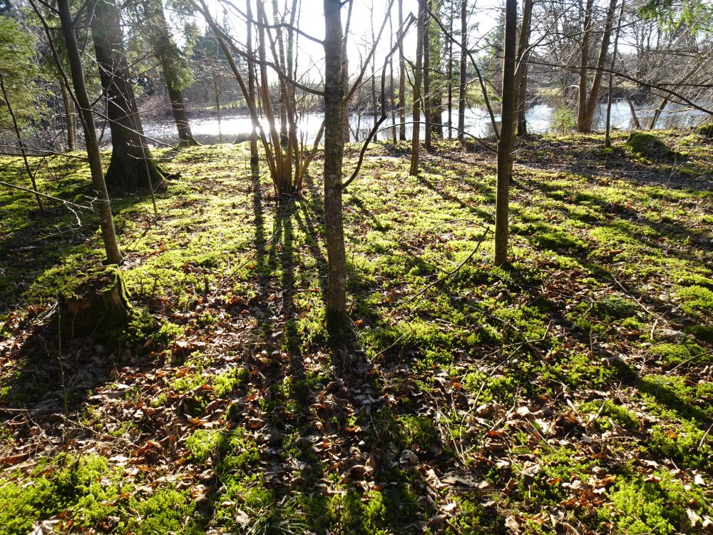 Jõgeva mõisa park