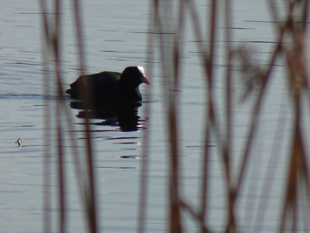 Lauk (vesikana) Kuremaa järvel